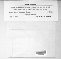 Uromyces viciae-fabae image